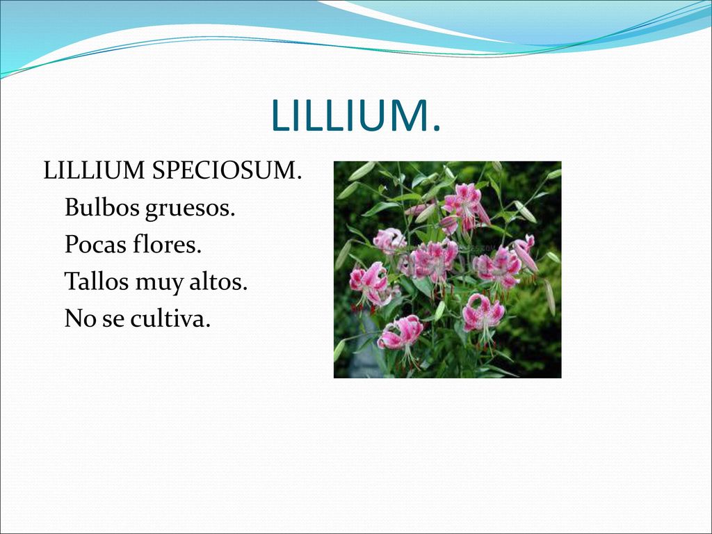 LILLIUM. LILLIUM SPECIOSUM. Bulbos gruesos. Pocas flores. Tallos muy altos. No se cultiva.