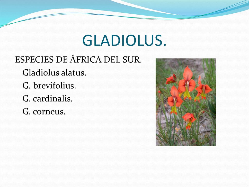 GLADIOLUS. ESPECIES DE ÁFRICA DEL SUR. Gladiolus alatus. G. brevifolius. G. cardinalis. G. corneus.