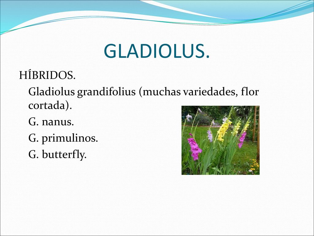 GLADIOLUS. HÍBRIDOS. Gladiolus grandifolius (muchas variedades, flor cortada).