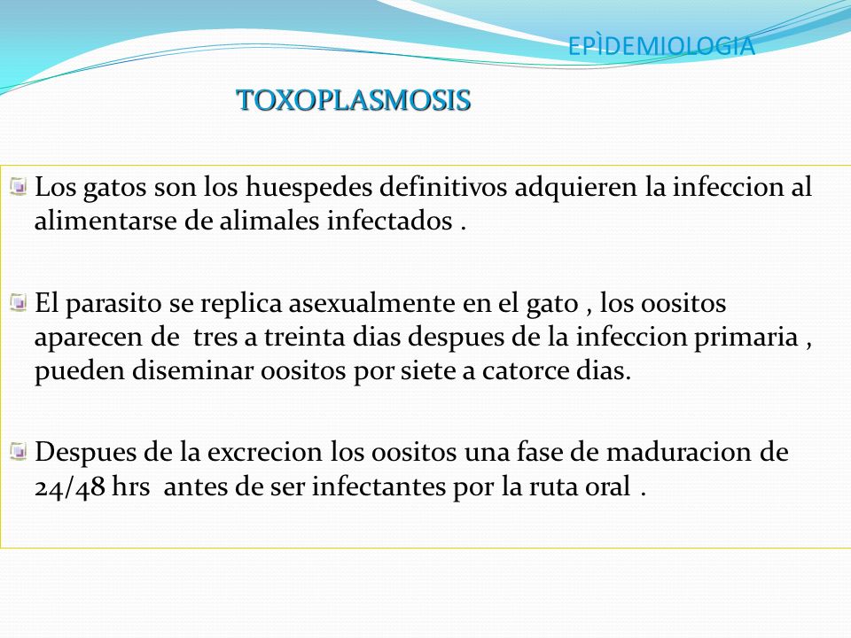EPÌDEMIOLOGIA TOXOPLASMOSIS. Los gatos son los huespedes definitivos adquieren la infeccion al alimentarse de alimales infectados .