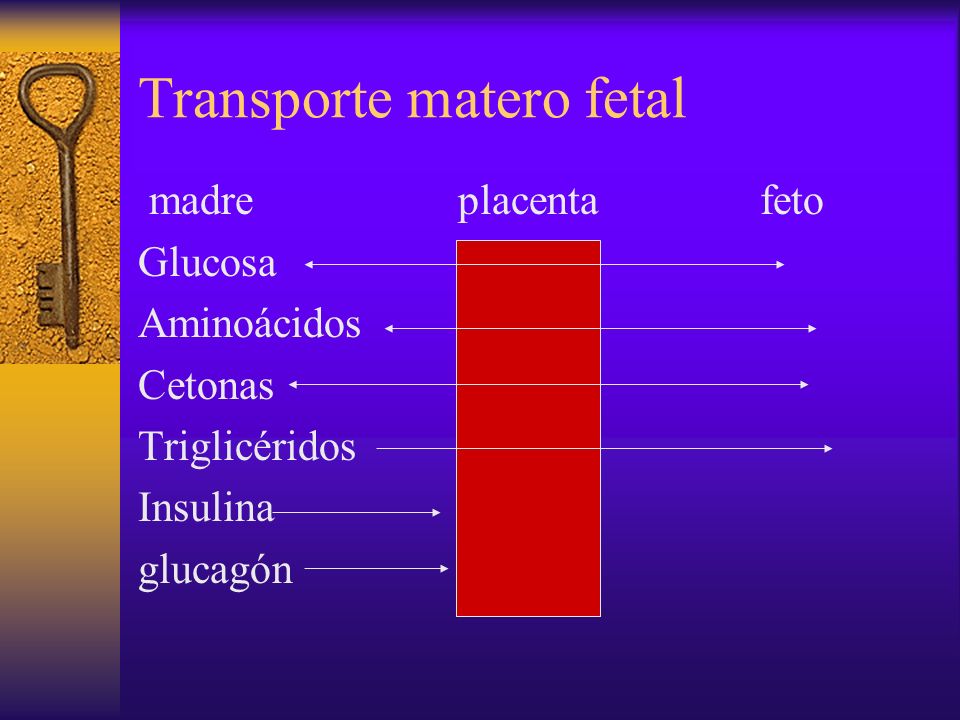 Transporte matero fetal