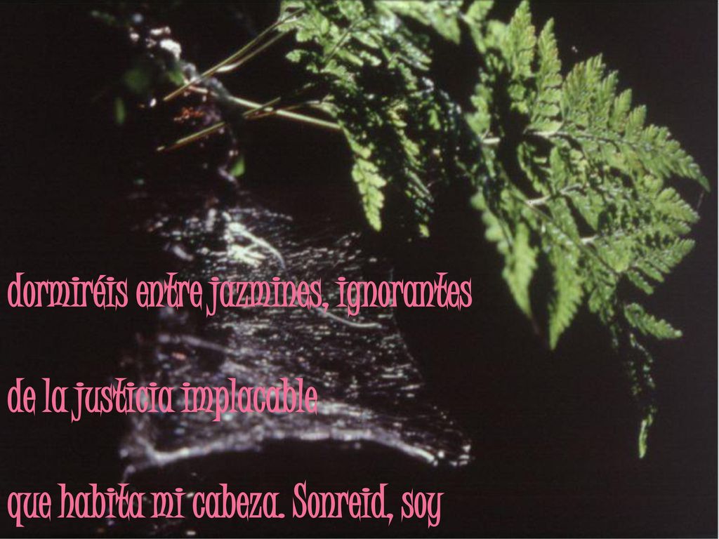 dormiréis entre jazmines, ignorantes de la justicia implacable que habita mi cabeza. Sonreid, soy