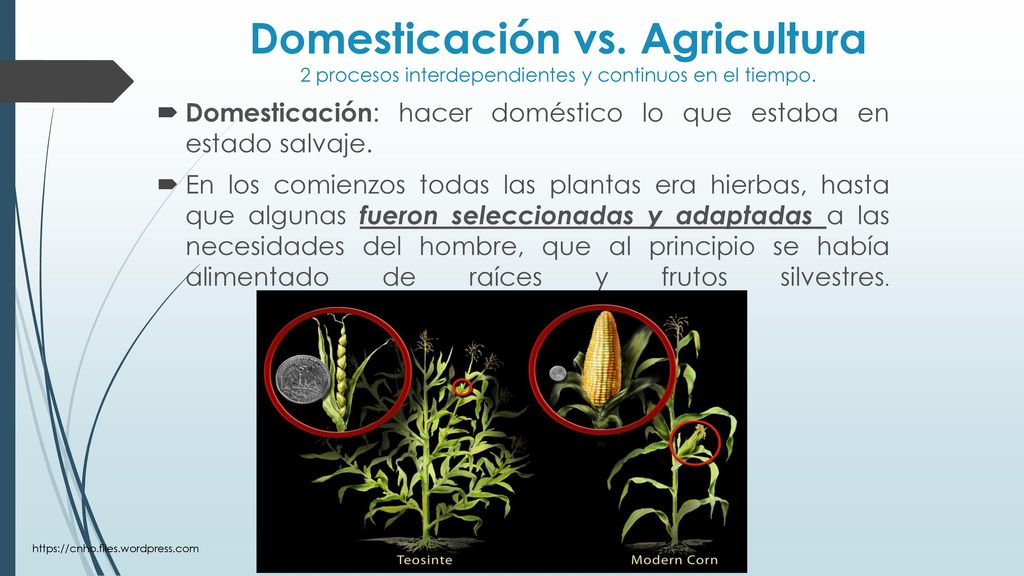 Domesticación vs. Agricultura 2 procesos interdependientes y continuos en el tiempo.
