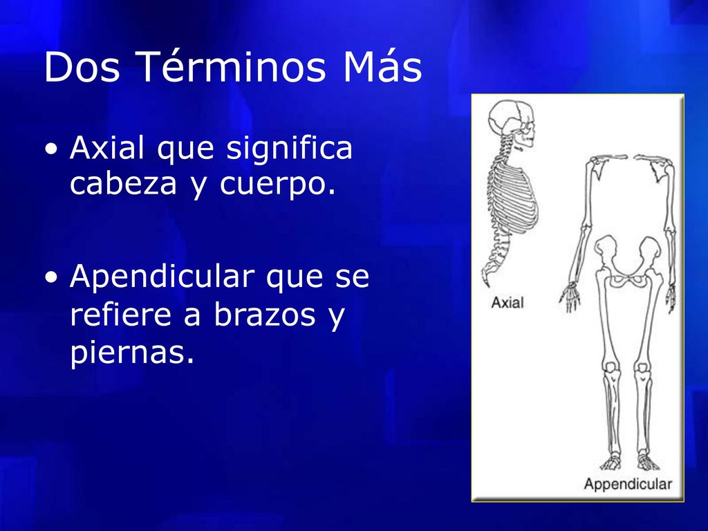cabeza y cuerpo. Dos Términos Más • Axial que significa •