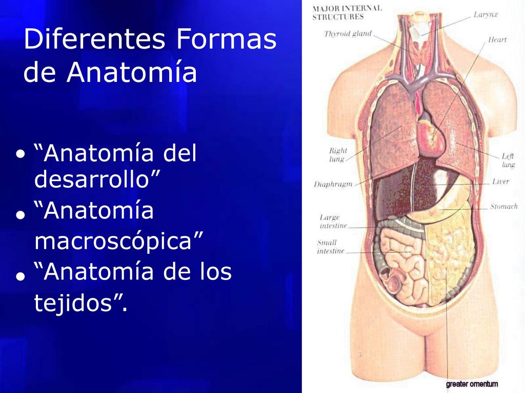 desarrollo Diferentes Formas de Anatomía • Anatomía del Anatomía