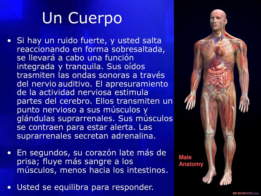 Un Cuerpo. • Si hay un ruido fuerte, y usted salta reaccionando en forma sobresaltada, se llevará.