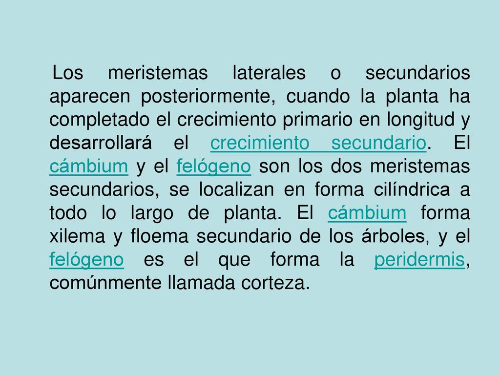 Los meristemas laterales o secundarios aparecen posteriormente, cuando la planta ha completado el crecimiento primario en longitud y desarrollará el crecimiento secundario.