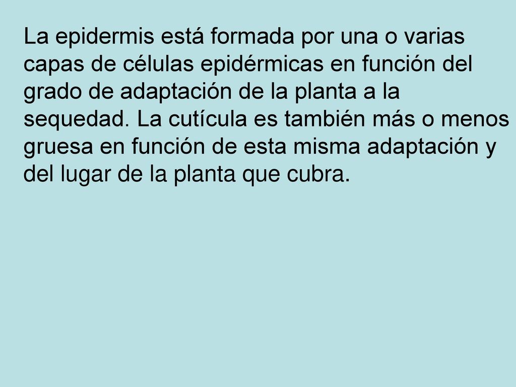 La epidermis está formada por una o varias capas de células epidérmicas en función del grado de adaptación de la planta a la sequedad.