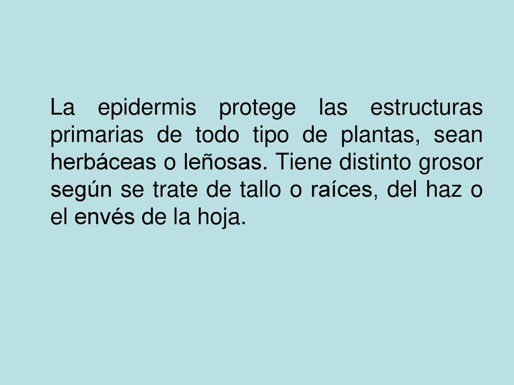 La epidermis protege las estructuras primarias de todo tipo de plantas, sean herbáceas o leñosas.