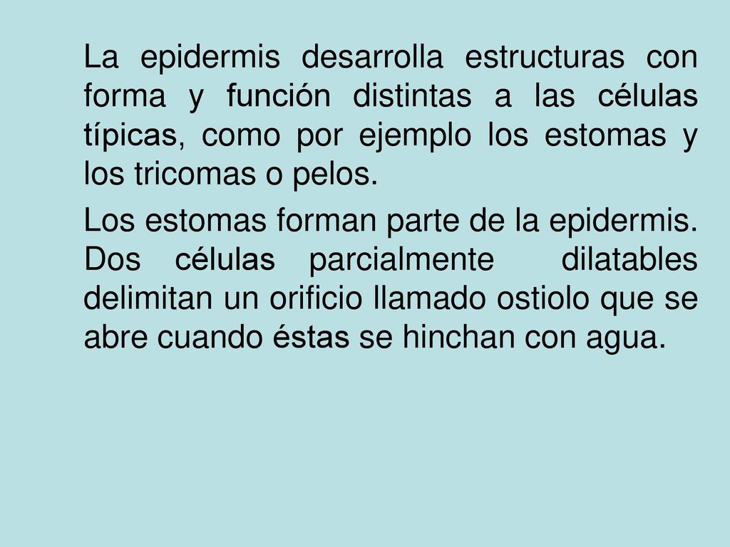 La epidermis desarrolla estructuras con forma y función distintas a las células típicas, como por ejemplo los estomas y los tricomas o pelos.