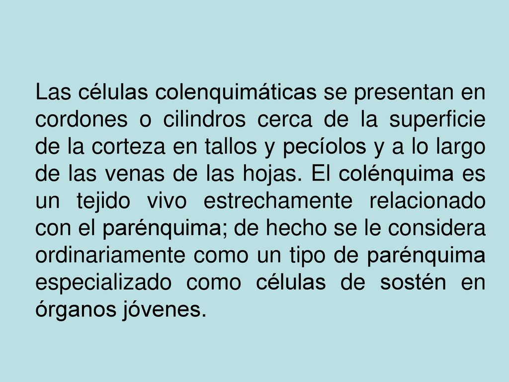 Las células colenquimáticas se presentan en cordones o cilindros cerca de la superficie de la corteza en tallos y pecíolos y a lo largo de las venas de las hojas.