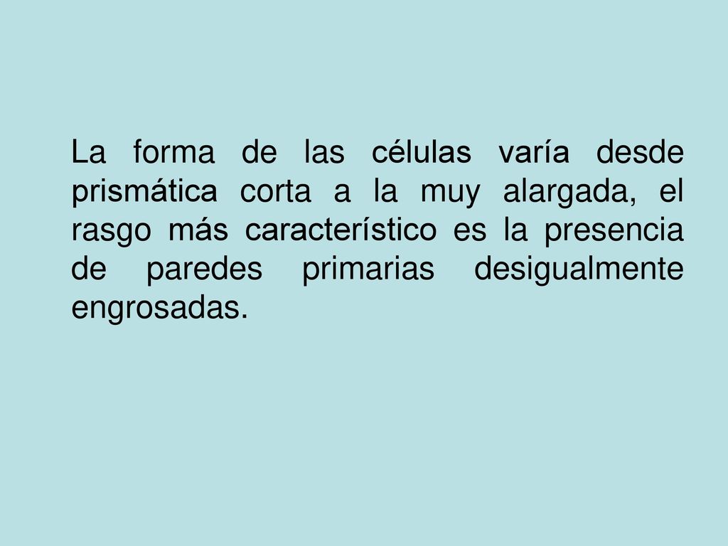 La forma de las células varía desde prismática corta a la muy alargada, el rasgo más característico es la presencia de paredes primarias desigualmente engrosadas.