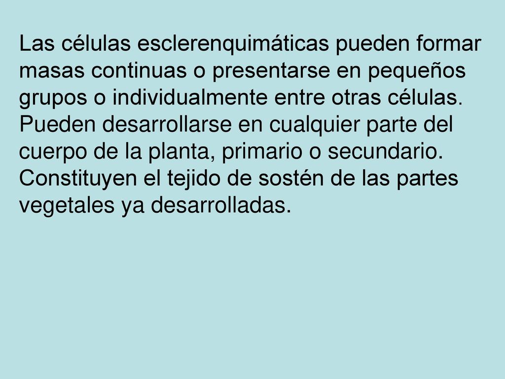 Las células esclerenquimáticas pueden formar masas continuas o presentarse en pequeños grupos o individualmente entre otras células.