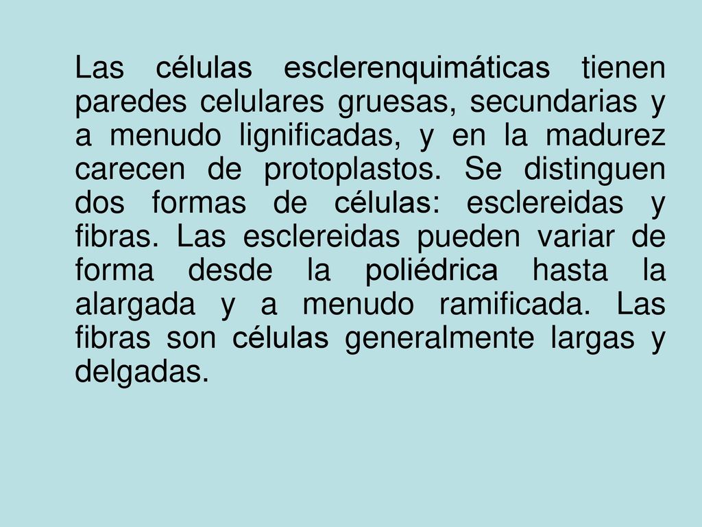 Las células esclerenquimáticas tienen paredes celulares gruesas, secundarias y a menudo lignificadas, y en la madurez carecen de protoplastos.