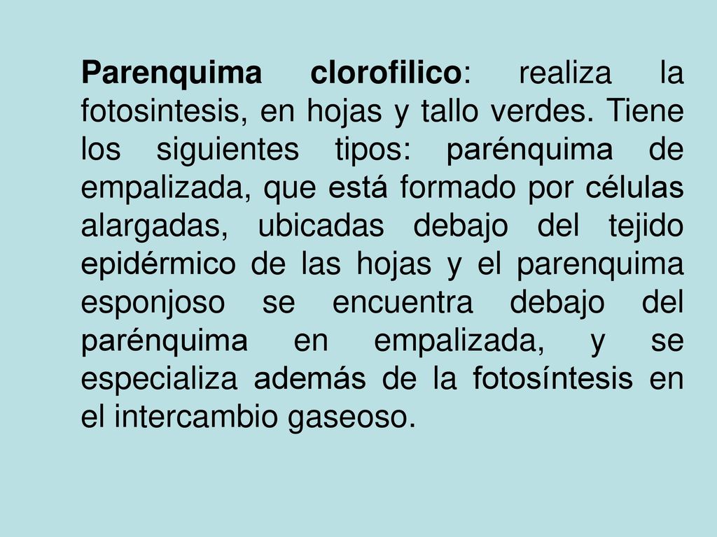 Parenquima clorofilico: realiza la fotosintesis, en hojas y tallo verdes.