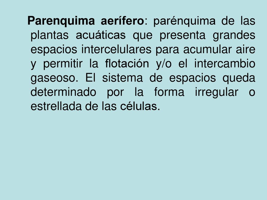 Parenquima aerífero: parénquima de las plantas acuáticas que presenta grandes espacios intercelulares para acumular aire y permitir la flotación y/o el intercambio gaseoso.