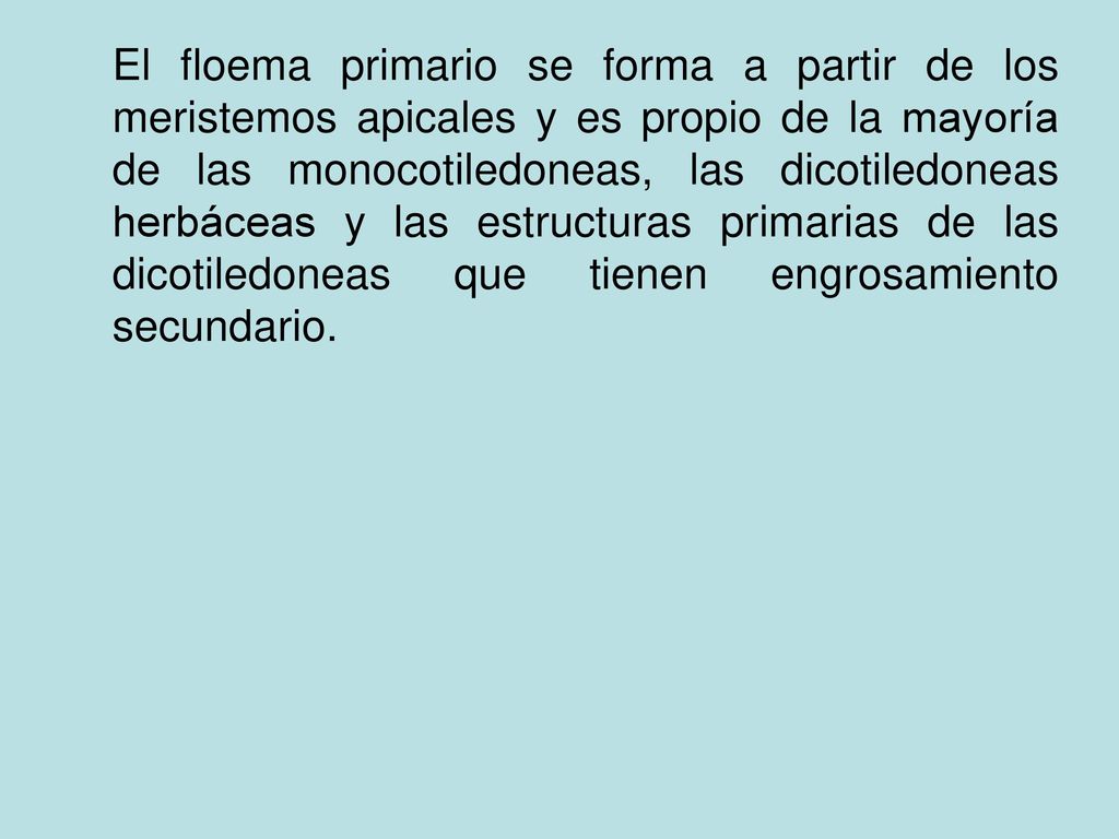 El floema primario se forma a partir de los meristemos apicales y es propio de la mayoría de las monocotiledoneas, las dicotiledoneas herbáceas y las estructuras primarias de las dicotiledoneas que tienen engrosamiento secundario.