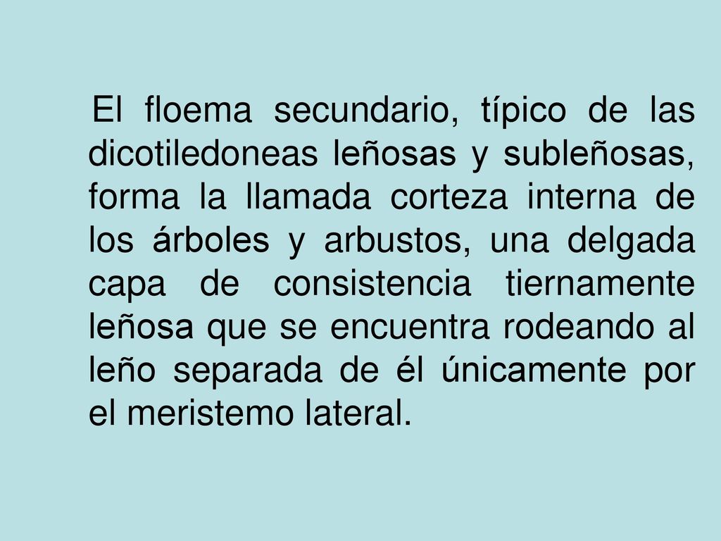 El floema secundario, típico de las dicotiledoneas leñosas y subleñosas, forma la llamada corteza interna de los árboles y arbustos, una delgada capa de consistencia tiernamente leñosa que se encuentra rodeando al leño separada de él únicamente por el meristemo lateral.