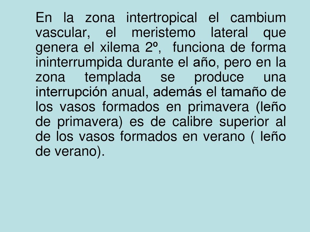 En la zona intertropical el cambium vascular, el meristemo lateral que genera el xilema 2º, funciona de forma ininterrumpida durante el año, pero en la zona templada se produce una interrupción anual, además el tamaño de los vasos formados en primavera (leño de primavera) es de calibre superior al de los vasos formados en verano ( leño de verano).