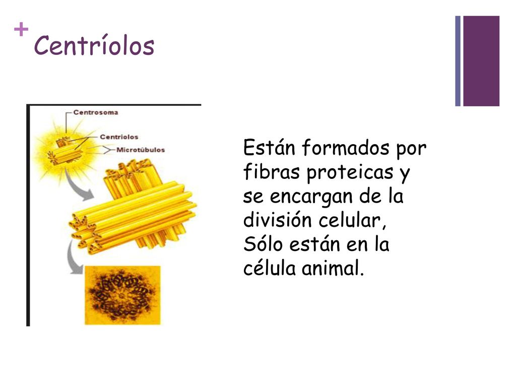 Centríolos Están formados por fibras proteicas y se encargan de la división celular, Sólo están en la célula animal.