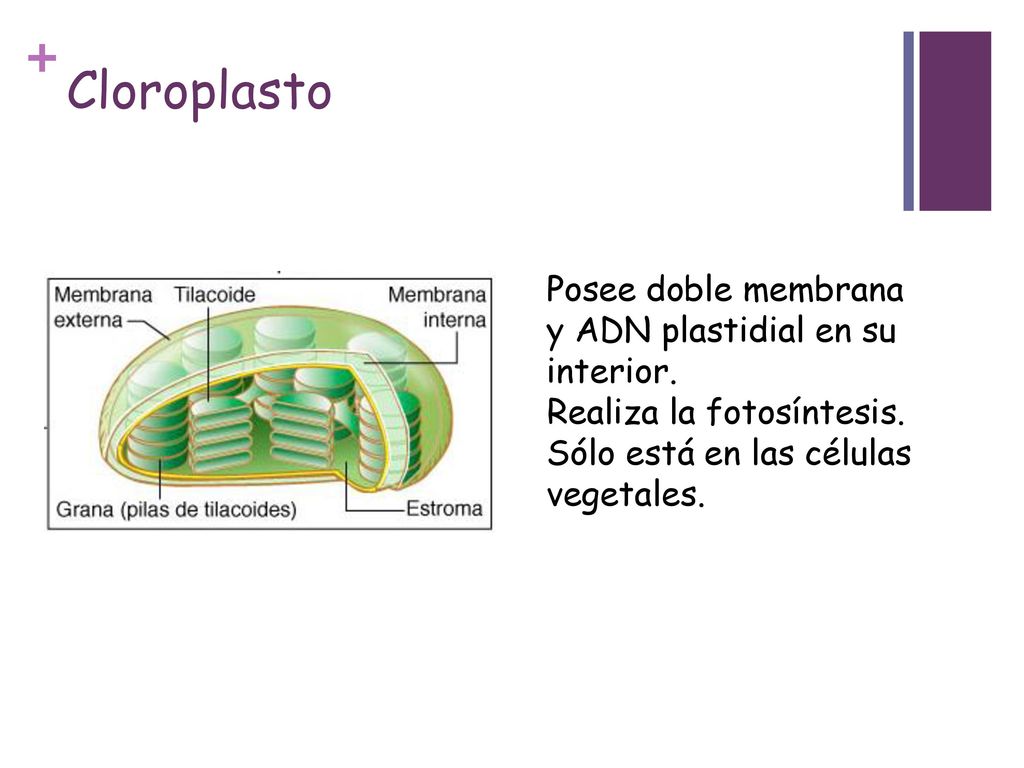 Cloroplasto Posee doble membrana y ADN plastidial en su interior.