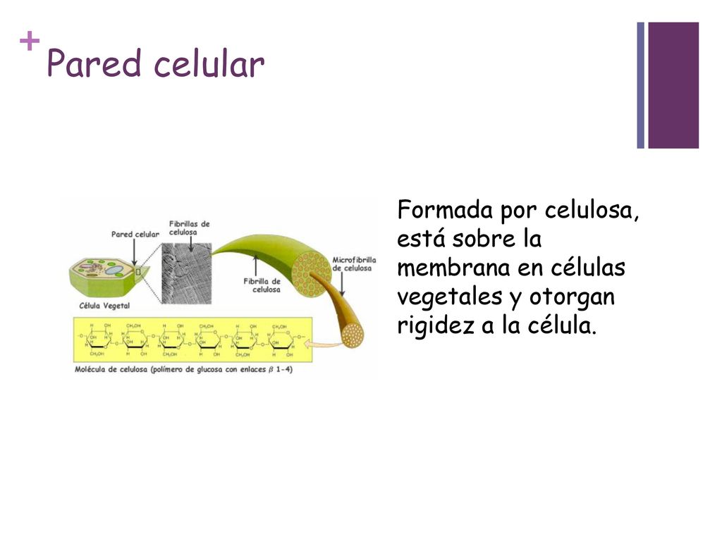 Pared celular Formada por celulosa, está sobre la membrana en células vegetales y otorgan rigidez a la célula.