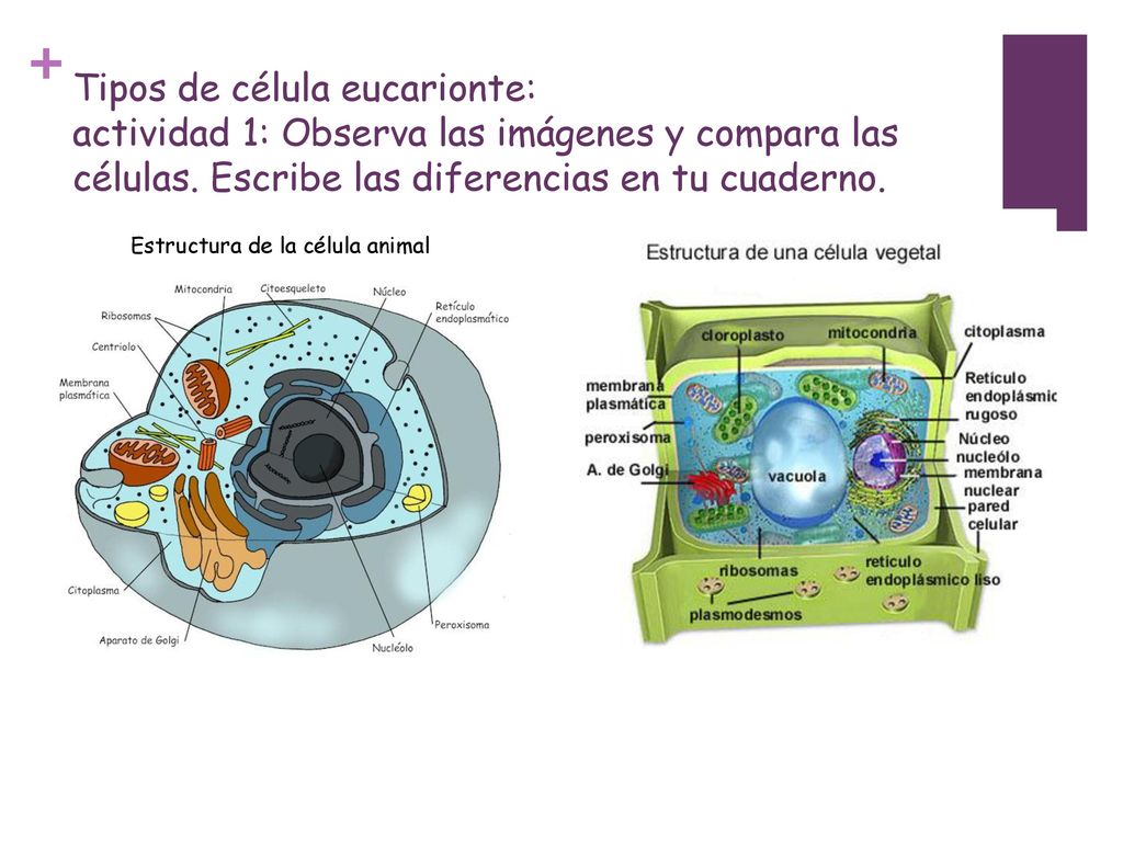 Tipos de célula eucarionte: actividad 1: Observa las imágenes y compara las células. Escribe las diferencias en tu cuaderno.
