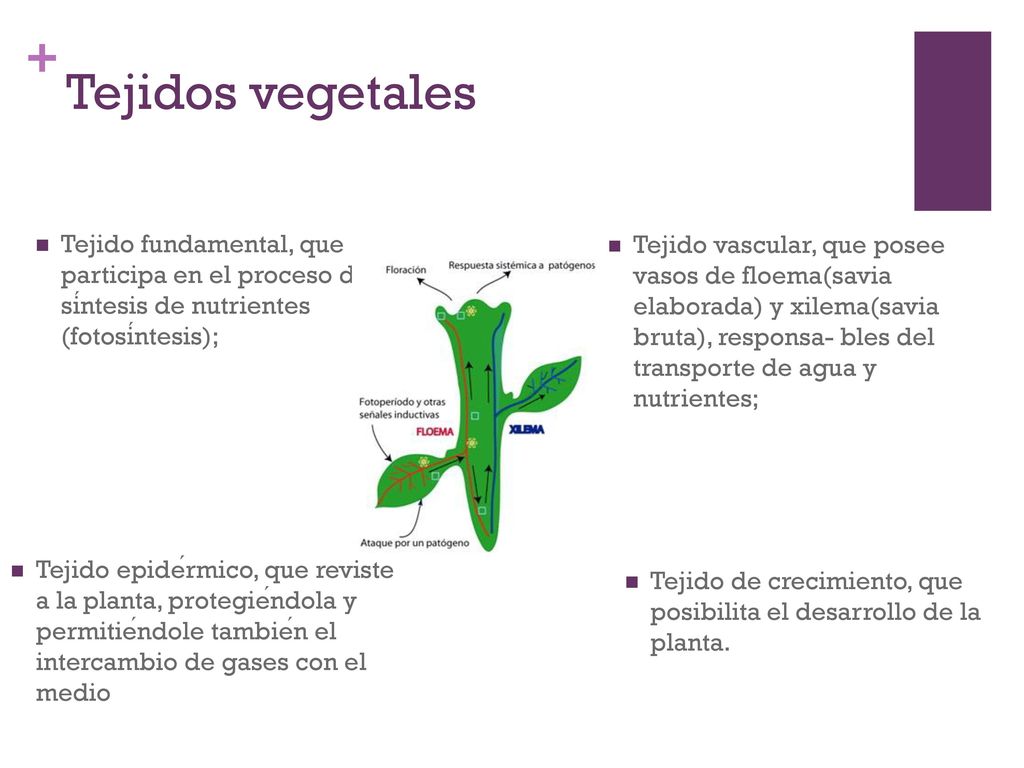 Tejidos vegetales Tejido fundamental, que participa en el proceso de síntesis de nutrientes (fotosíntesis);