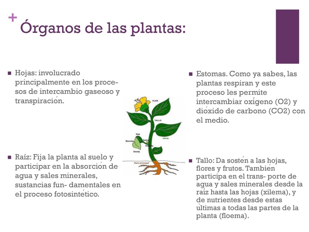 Órganos de las plantas: