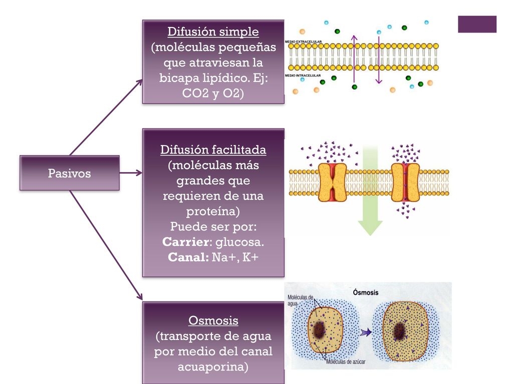 (moléculas pequeñas que atraviesan la bicapa lipídico. Ej: CO2 y O2)