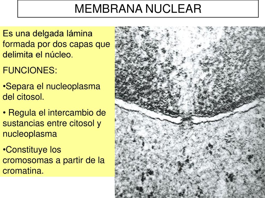 MEMBRANA NUCLEAR Es una delgada lámina formada por dos capas que delimita el núcleo. FUNCIONES: Separa el nucleoplasma del citosol.