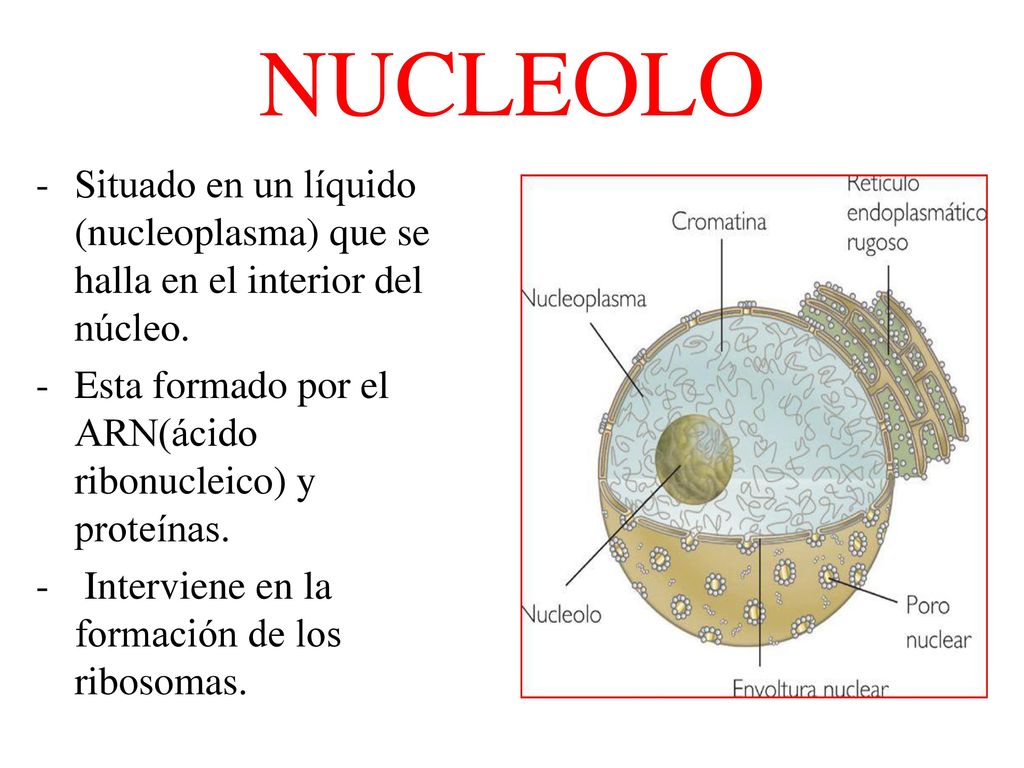 NUCLEOLO Situado en un líquido (nucleoplasma) que se halla en el interior del núcleo. Esta formado por el ARN(ácido ribonucleico) y proteínas.