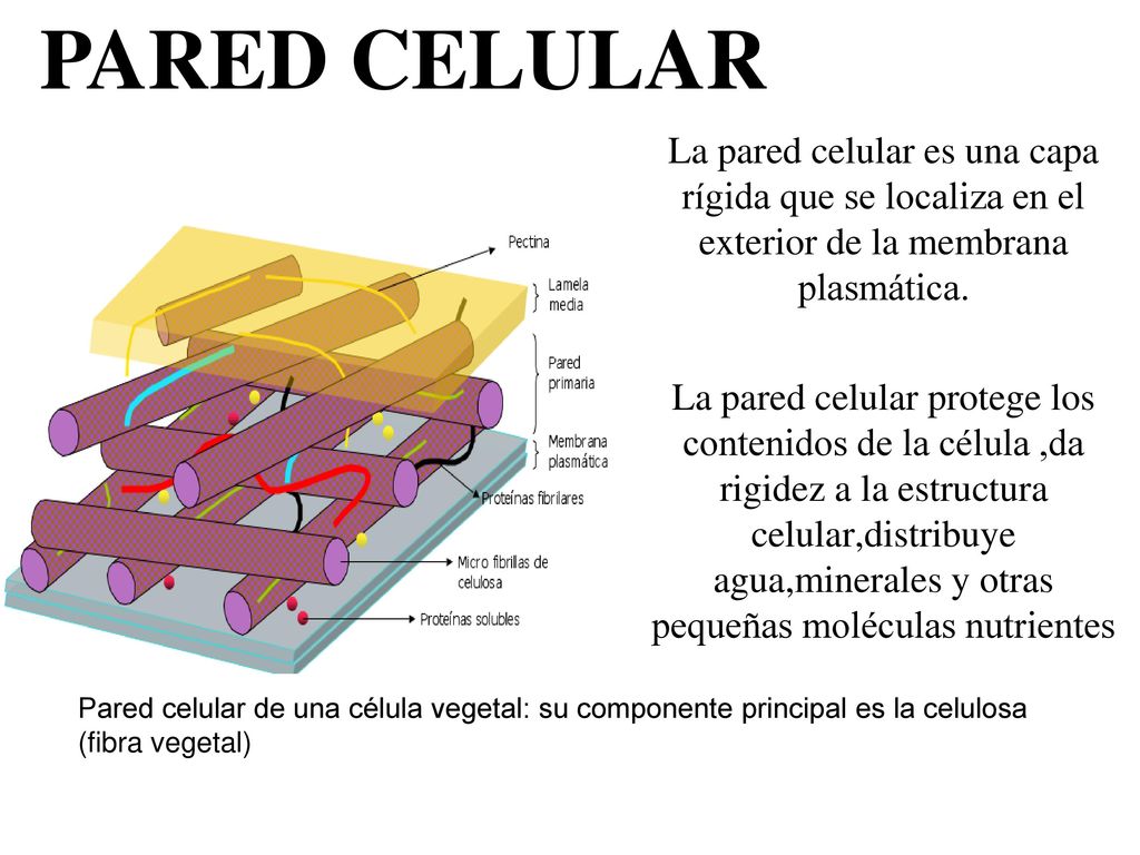 PARED CELULAR P. La pared celular es una capa rígida que se localiza en el exterior de la membrana plasmática.