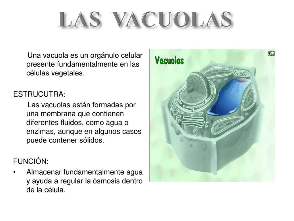 LAS VACUOLAS Una vacuola es un orgánulo celular presente fundamentalmente en las células vegetales.