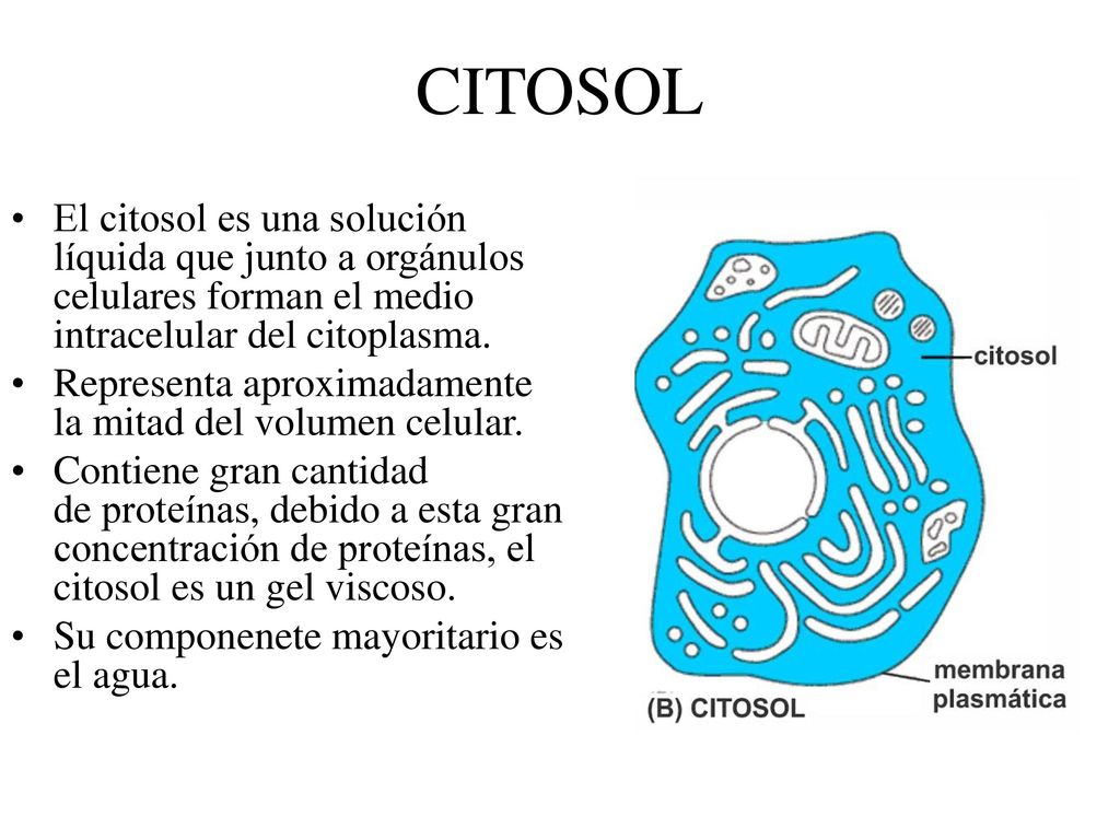 CITOSOL El citosol es una solución líquida que junto a orgánulos celulares forman el medio intracelular del citoplasma.
