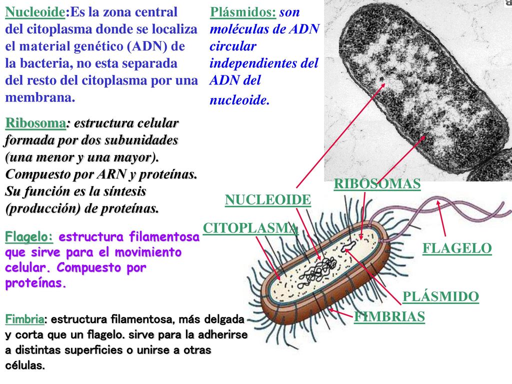 Nucleoide:Es la zona central del citoplasma donde se localiza el material genético (ADN) de la bacteria, no esta separada del resto del citoplasma por una membrana.