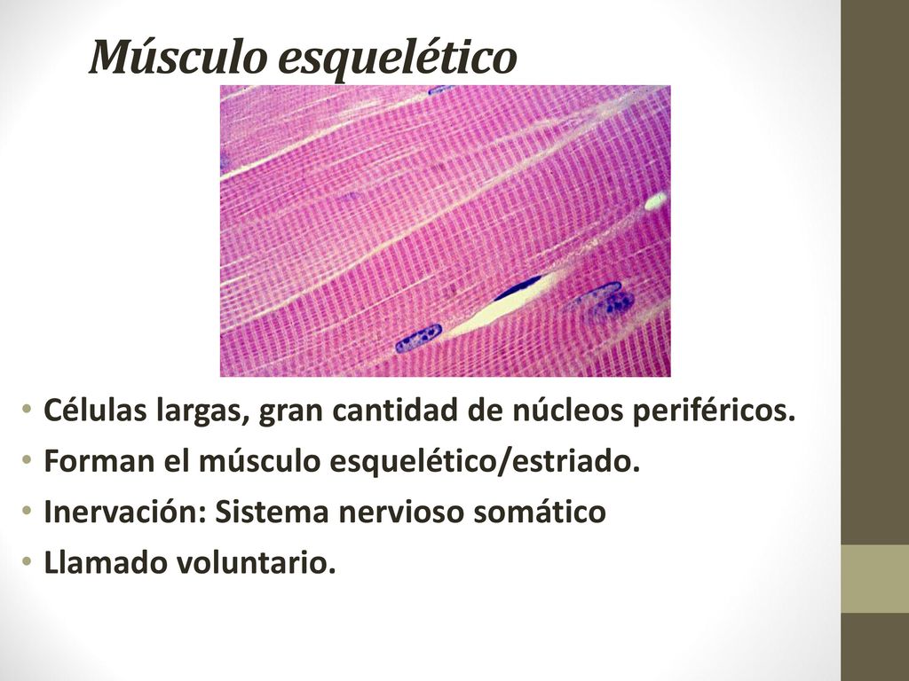 Músculo esquelético Células largas, gran cantidad de núcleos periféricos. Forman el músculo esquelético/estriado.