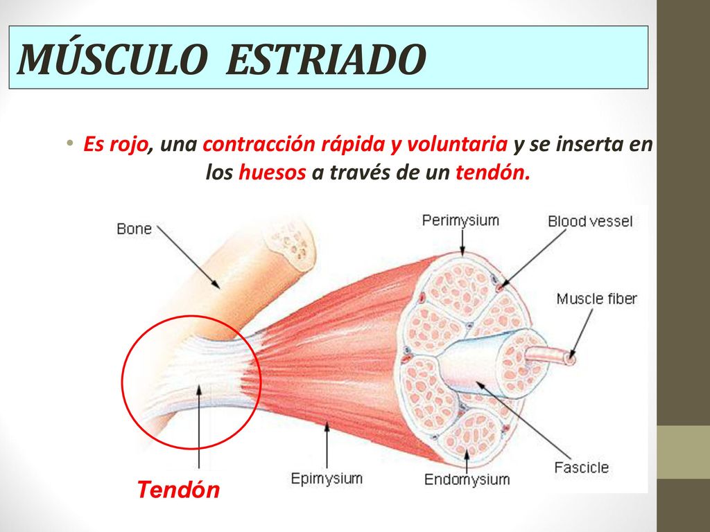MÚSCULO ESTRIADO Es rojo, una contracción rápida y voluntaria y se inserta en los huesos a través de un tendón.