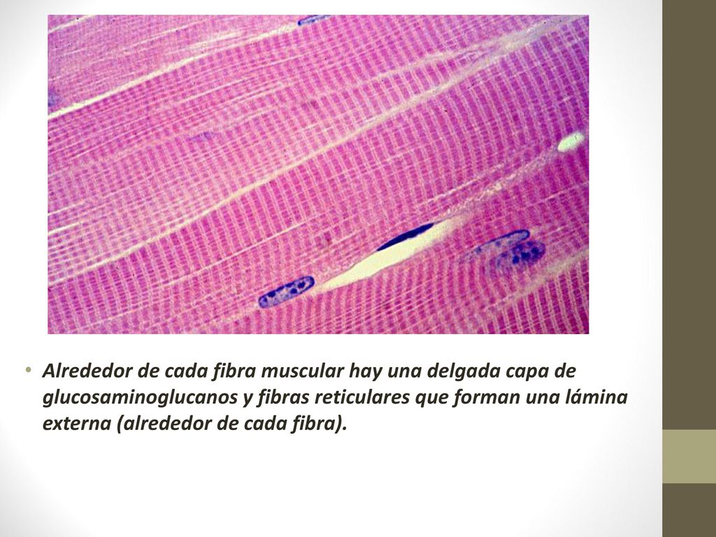 Alrededor de cada fibra muscular hay una delgada capa de glucosaminoglucanos y fibras reticulares que forman una lámina externa (alrededor de cada fibra).