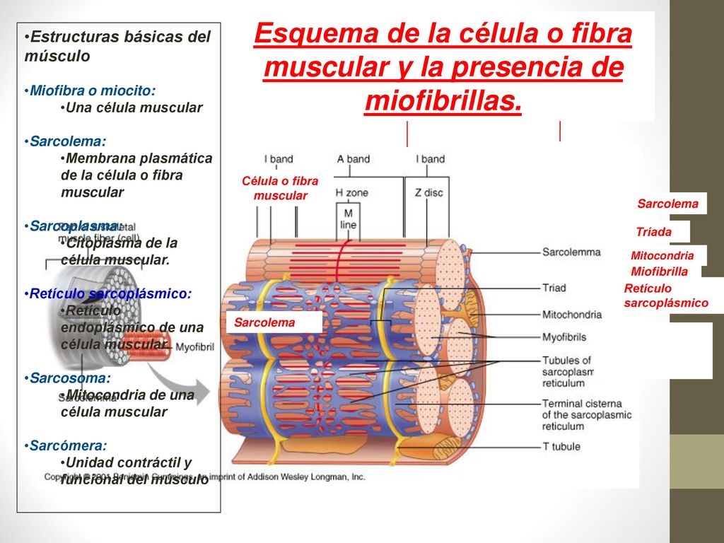 Esquema de la célula o fibra muscular y la presencia de miofibrillas.