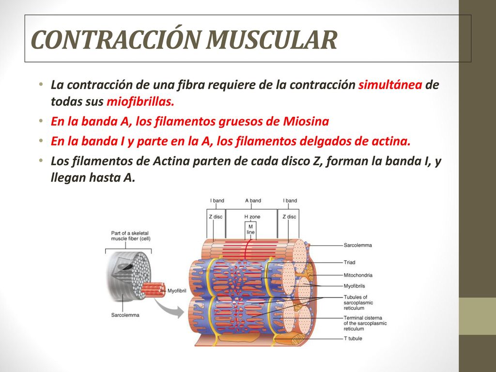 CONTRACCIÓN MUSCULAR La contracción de una fibra requiere de la contracción simultánea de todas sus miofibrillas.
