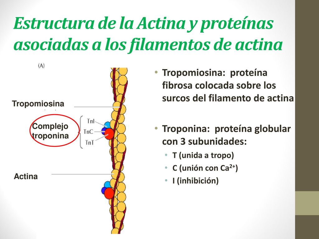Estructura de la Actina y proteínas asociadas a los filamentos de actina