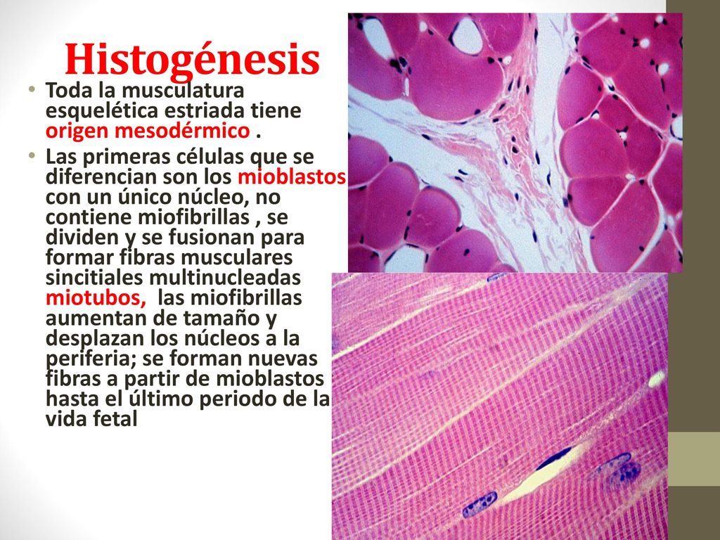 Histogénesis Toda la musculatura esquelética estriada tiene origen mesodérmico .