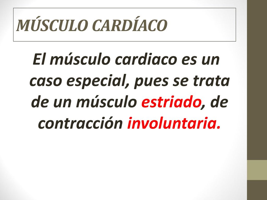 MÚSCULO CARDÍACO El músculo cardiaco es un caso especial, pues se trata de un músculo estriado, de contracción involuntaria.