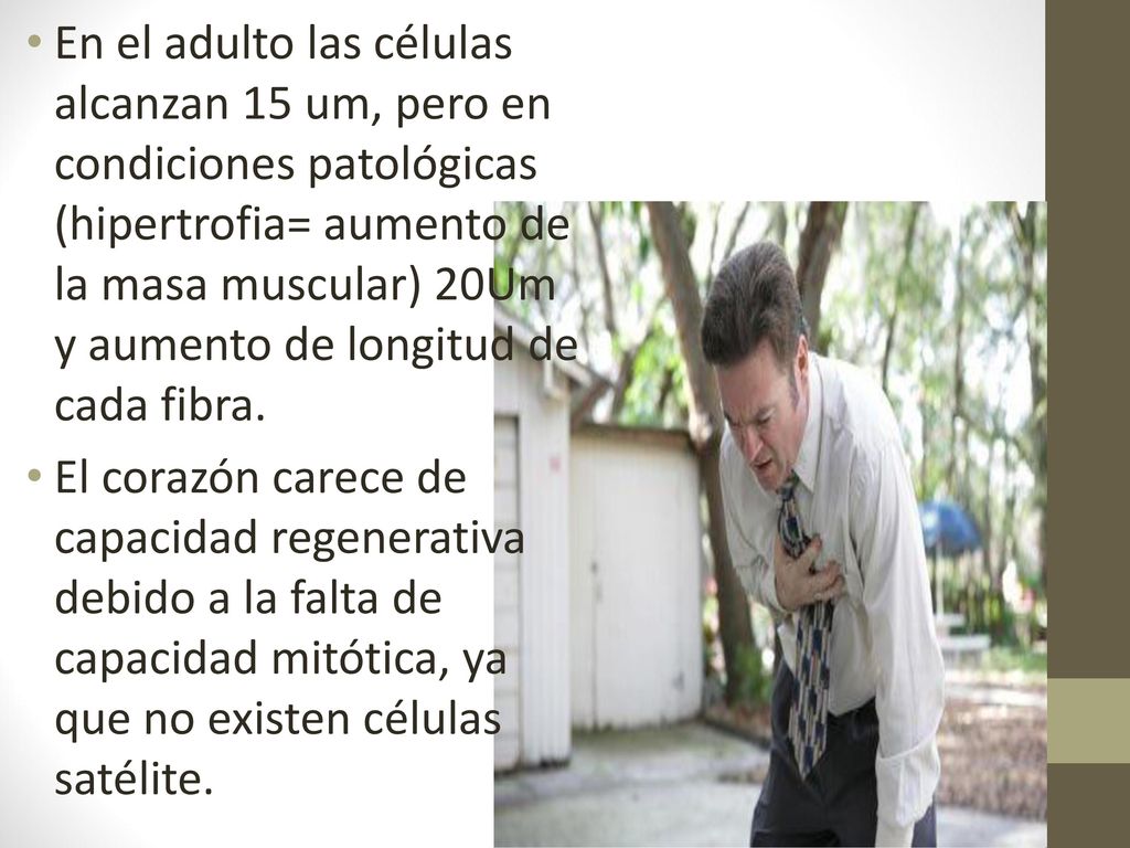 Histogénesis Evoluciona a partir de mioblastos, desde la porción del mesodermo esplácnico que rodea los tubos cardiacos limitados por el endotelio.