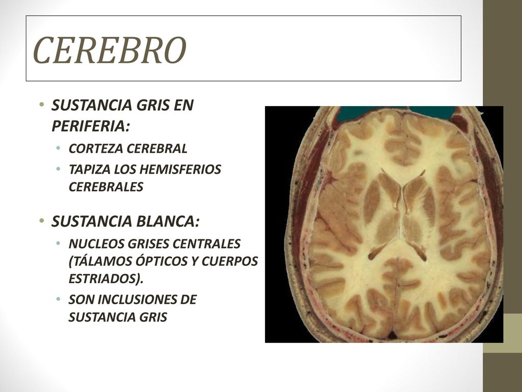 Sistema nervioso periférico: Comprende todo el tejido nervioso fuera del encéfalo y de la médula espinal.