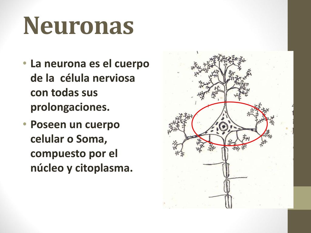 CORTEZA CEREBRAL (1) Lámina de sustancia gris que tapiza los hemisferios cerebrales. Espesor: Máximo: 4.5 mm.
