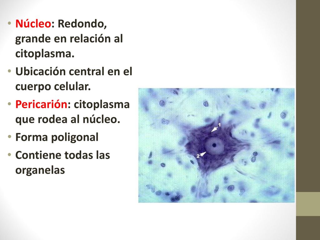 Neuronas La neurona es el cuerpo de la célula nerviosa con todas sus prolongaciones.