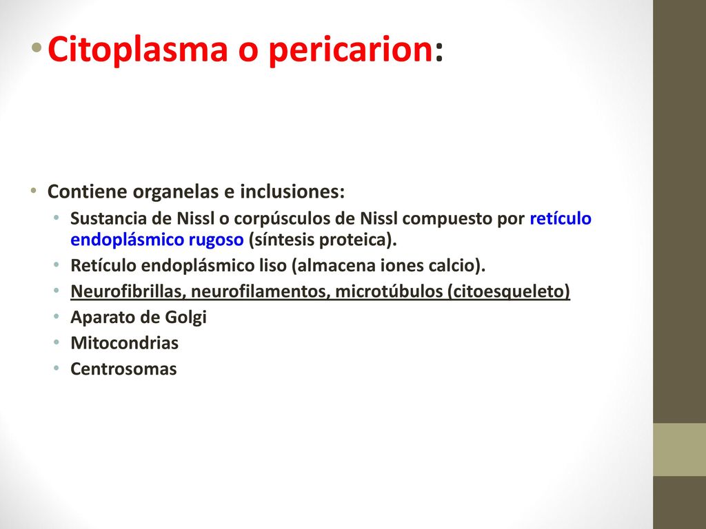 El citoplasma: Rodea el núcleo y se denomina pericariòn , emite largas prolongaciones citoplasmáticas.