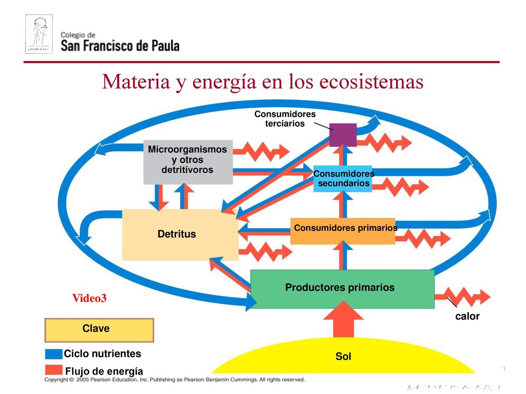 Consumidores primarios Productores primarios